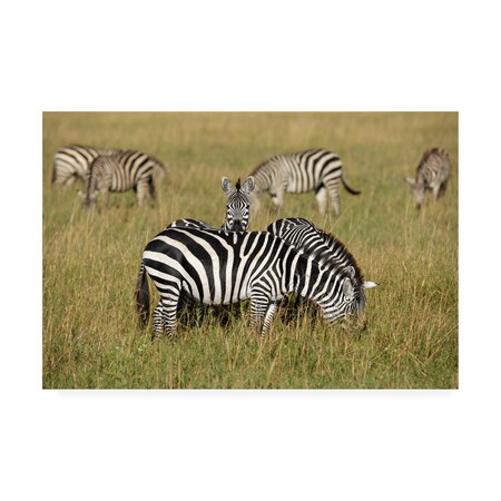 Trademark Fine Art E.Amer 'Zebra Family' Canvas Art, 16x24 1X09887-C1624GG